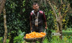 A farmer pushes a wheelbarrow filled with oranges picked from his grove in Darkush in Idlib countryside - 17 December 2022 (Enab Baladi / Mohammad Nasan Dabel)
