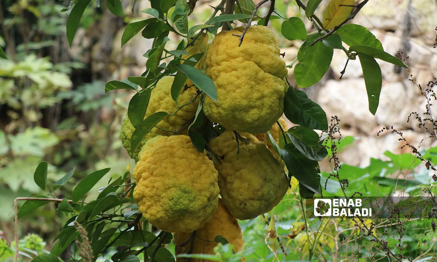 Citron fruits in Darkush in Idlib countryside - 17 December 2022 (Enab Baladi / Mohammad Nasan Dabel)
