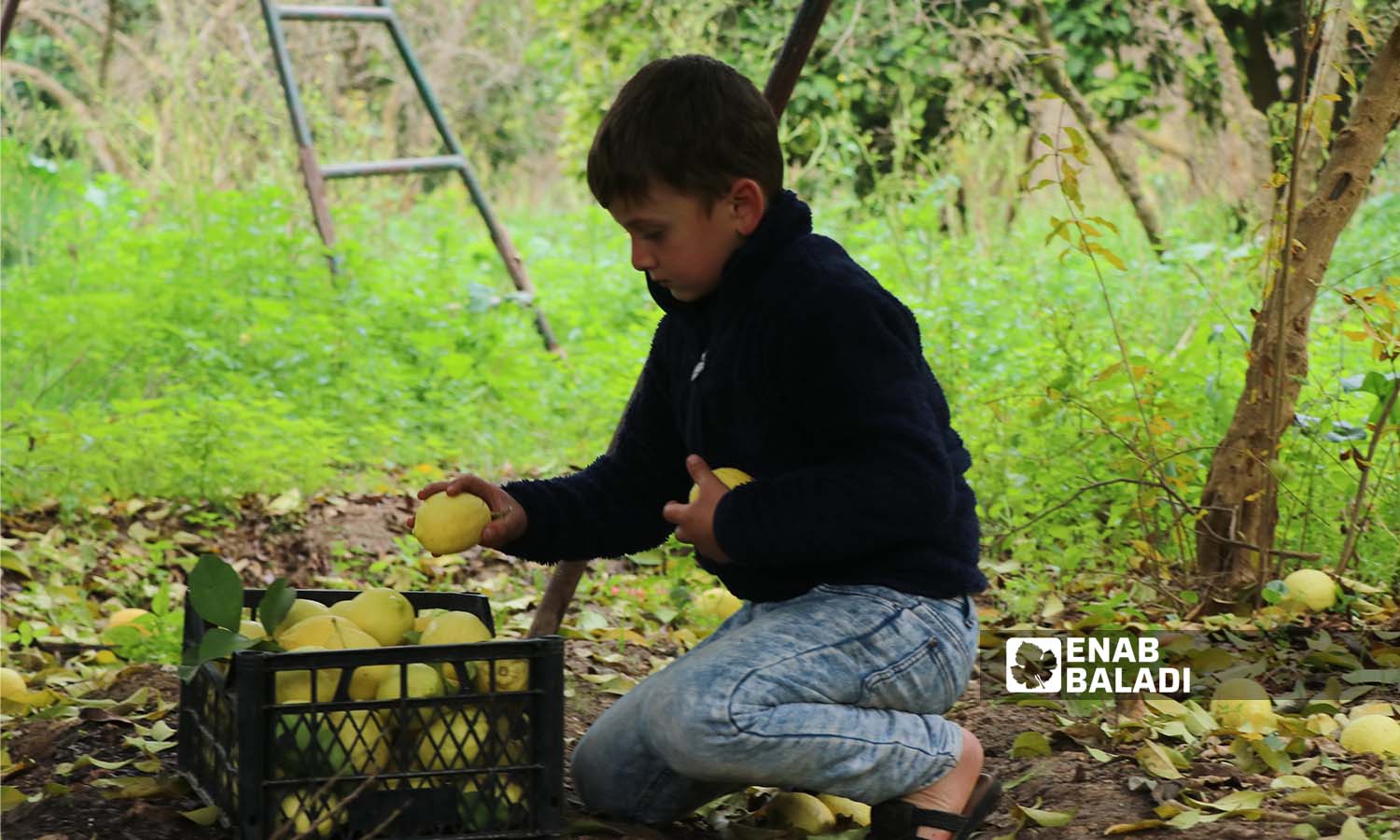 A child places fresh-picked lemons inside a plastic basket in Darkush in Idlib countryside - 17 December 2022 (Enab Baladi / Mohammad Nasan Dabel)

