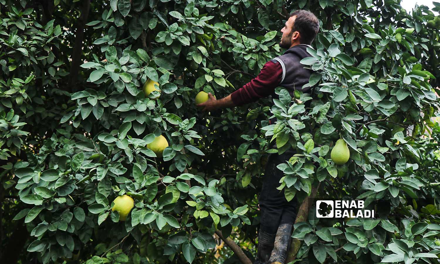 A farmer picks pomelo fruits in one of the groves of Darkush in Idlib countryside - 17 December 2022 (Enab Baladi / Mohammad Nasan Dabel)
