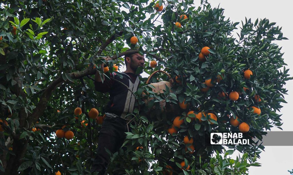 A farmer picks oranges in one of the groves of Darkush in Idlib countryside - 17 December 2022 (Enab Baladi / Mohammad Nasan Dabel)