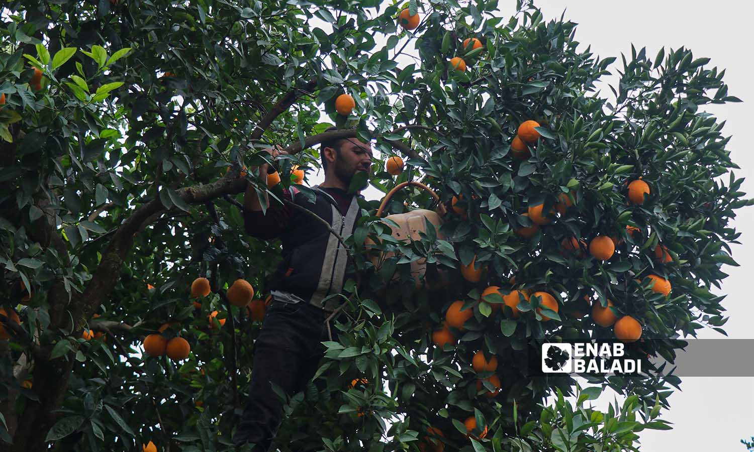 A farmer picks oranges in one of the groves of Darkush in Idlib countryside - 17 December 2022 (Enab Baladi / Mohammad Nasan Dabel)
