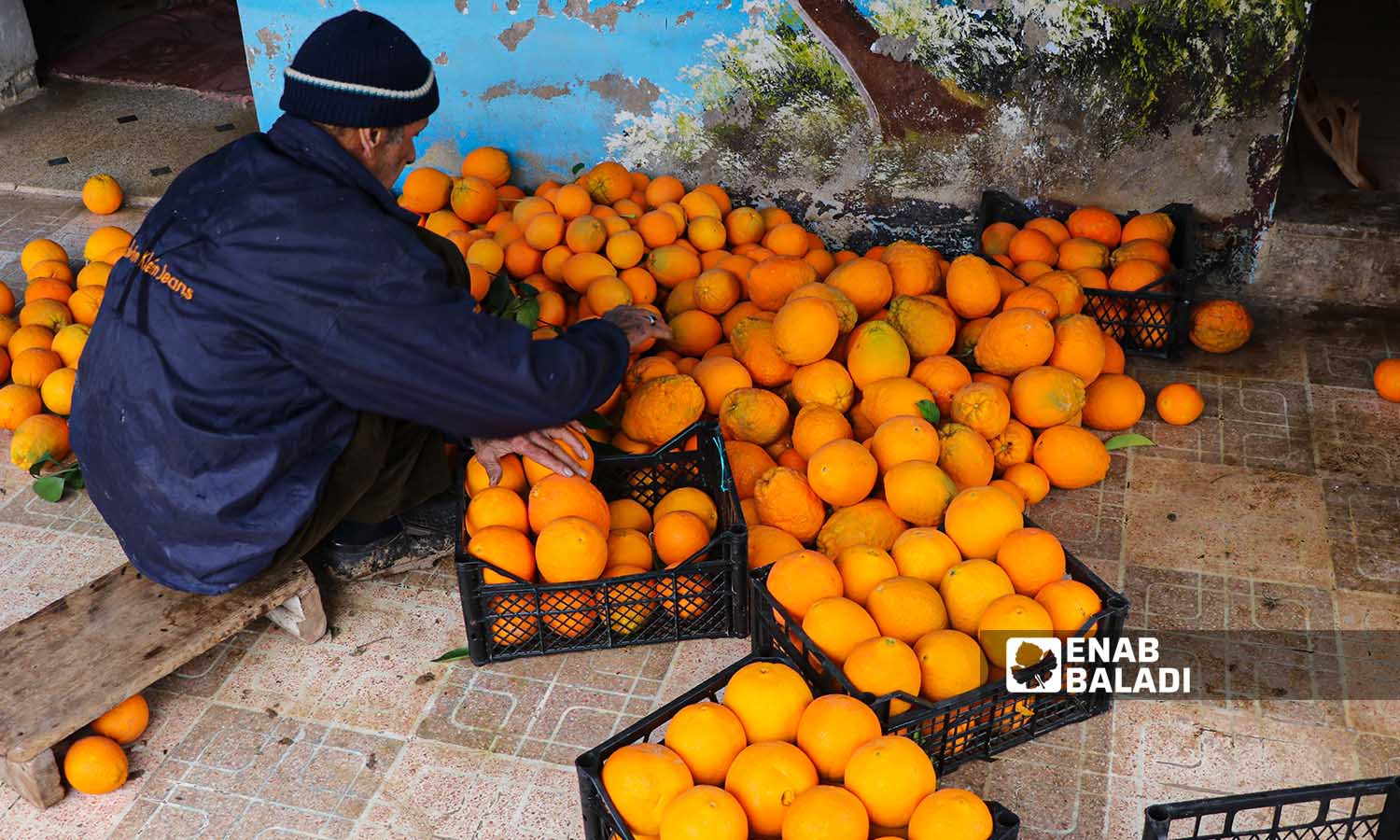 A farmer arranges oranges in a plastic basket in preparation for selling it in Darkush in Idlib countryside - 17 December 2022 (Enab Baladi / Mohammad Nasan Dabel)
