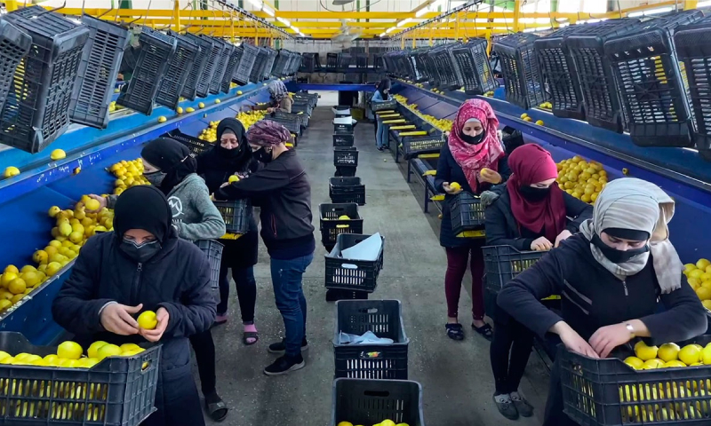 Female workers pack lemons in boxes in a fruit export company in the coastal city of Latakia - 1 April 2021 (tvzvezda)