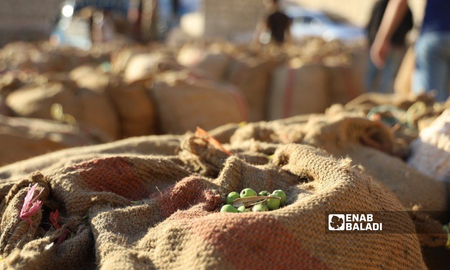 Olives during the harvest season in Afrin, north of Aleppo - 18 October 2022 (Enab Baladi / Amir Kharboutli)