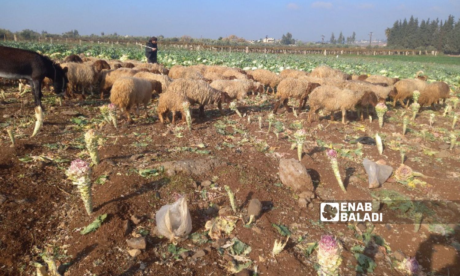 A flock of sheep grazing in the cabbage crop in southern Daraa governorate - 3 January 2022 (Enab Baladi/Halim Muhammad)