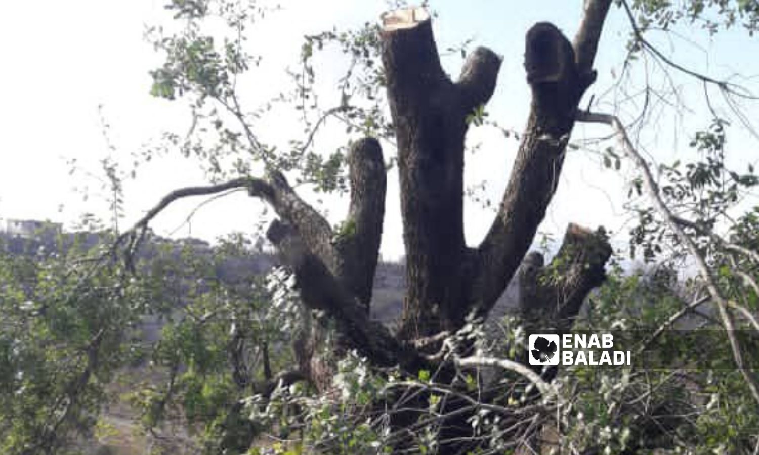 The trunk of a tree that was cut down in the Jubata al-Khashab Reserve in southern Quneitra governorate - 6 January 2023 (Enab Baladi)