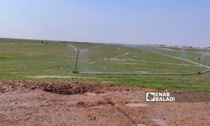 Farmers in the southern countryside of Qamishli use the spray mechanism to water the wheat crop - February 26, 2023 (Enab Baladi/Majd al-Salem)