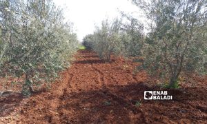 Olive trees in an agricultural land in western Daraa governorate - March 1, 2023 (Enab Baladi/Halim Muhammad)
