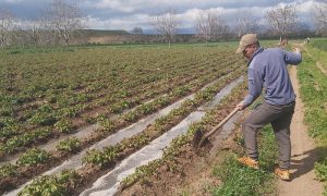A farmer watering vegetable seedlings in the countryside of central Homs governorate - April 2021 (Agricultural Media Directorate in Syria)
