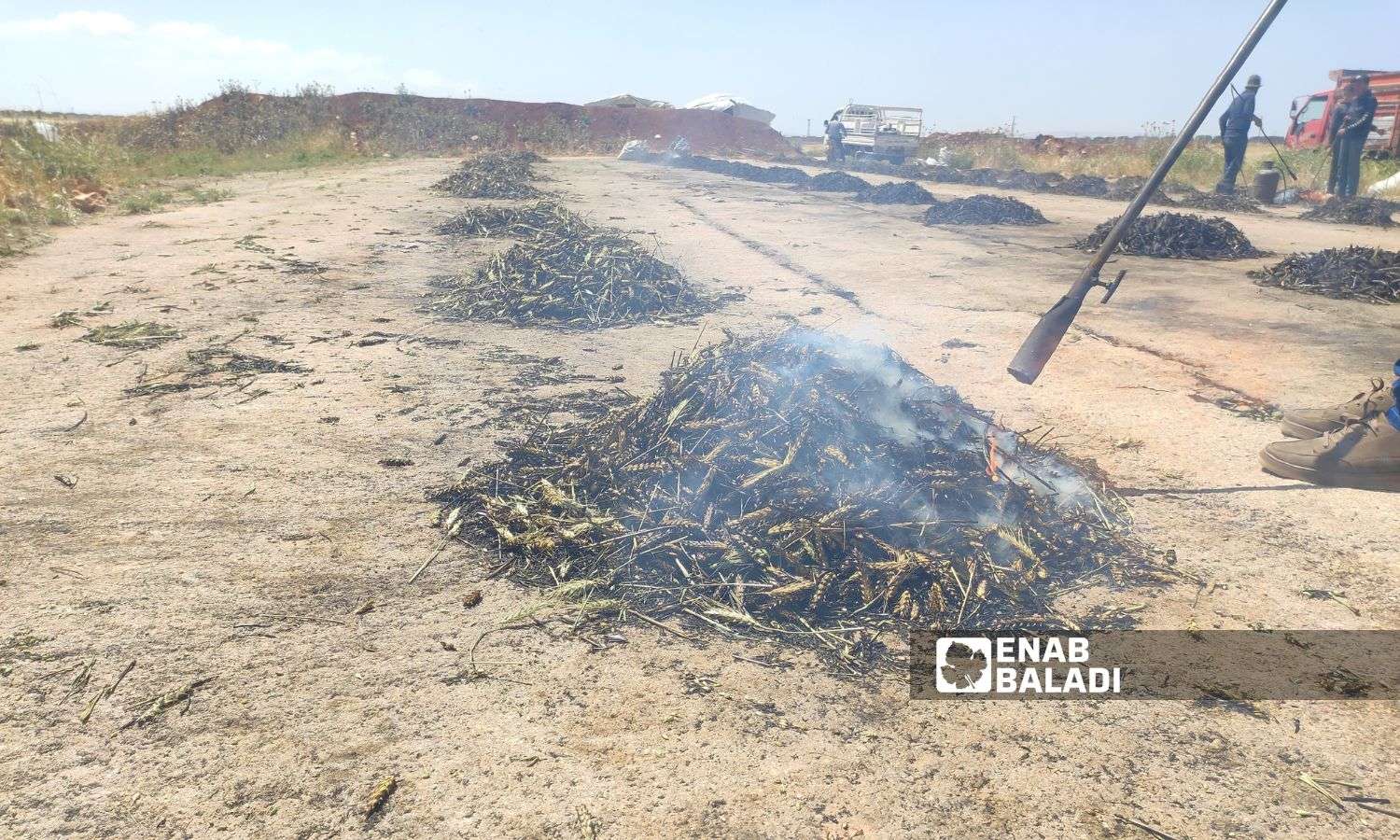 Roasted wheat ears for making Freekeh food in the eastern countryside of Idlib - May 14, 2023 (Enab Baladi)