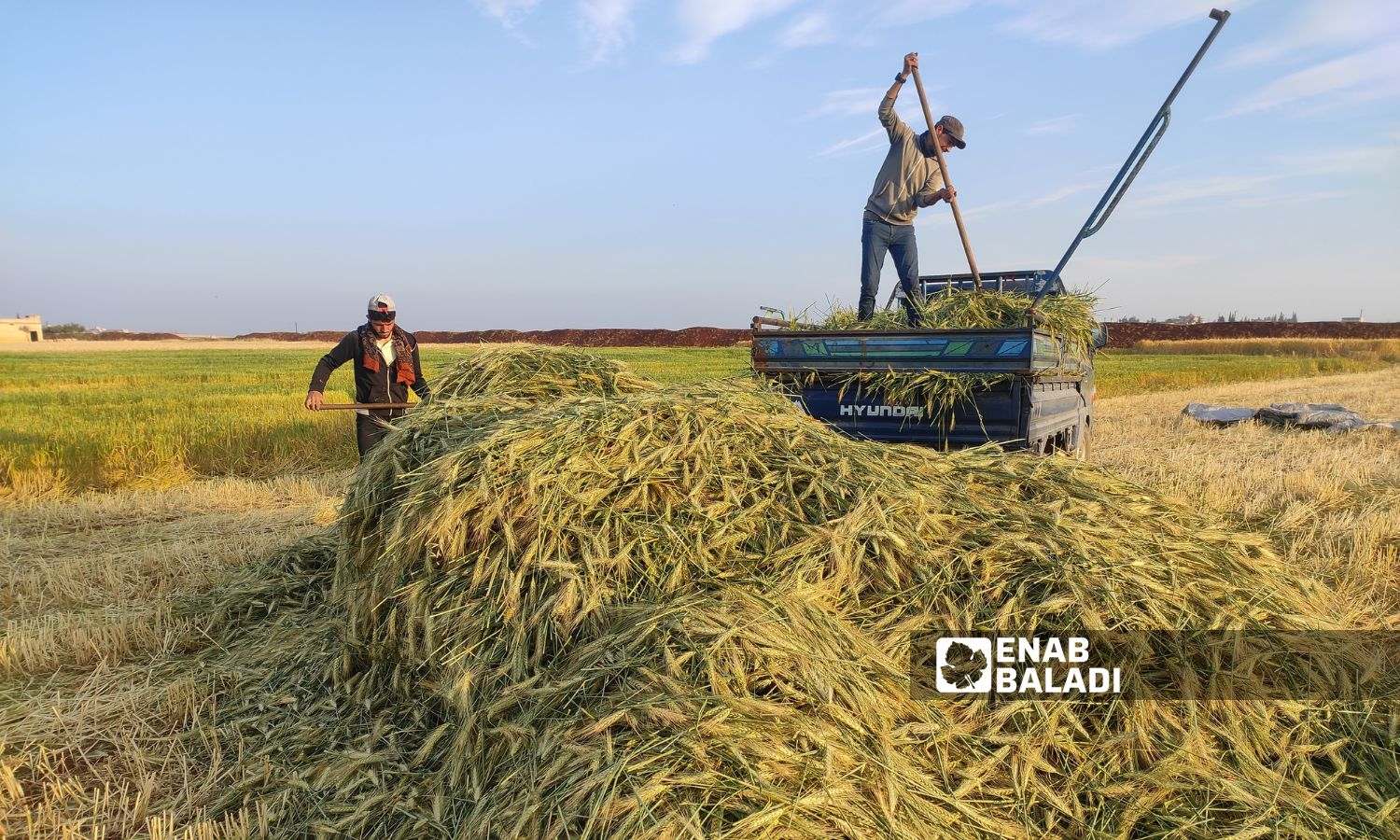 Two workers prepare the unripened wheat crop to prepare Freekeh food in the eastern countryside of Idlib - May 14, 2023 (Enab Baladi)