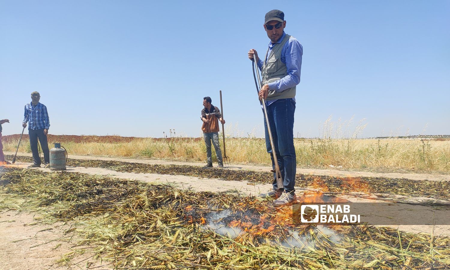 Workers roast the unripened wheat to prepare Freekeh food in the eastern countryside of Idlib - May 14, 2023 (Enab Baladi)