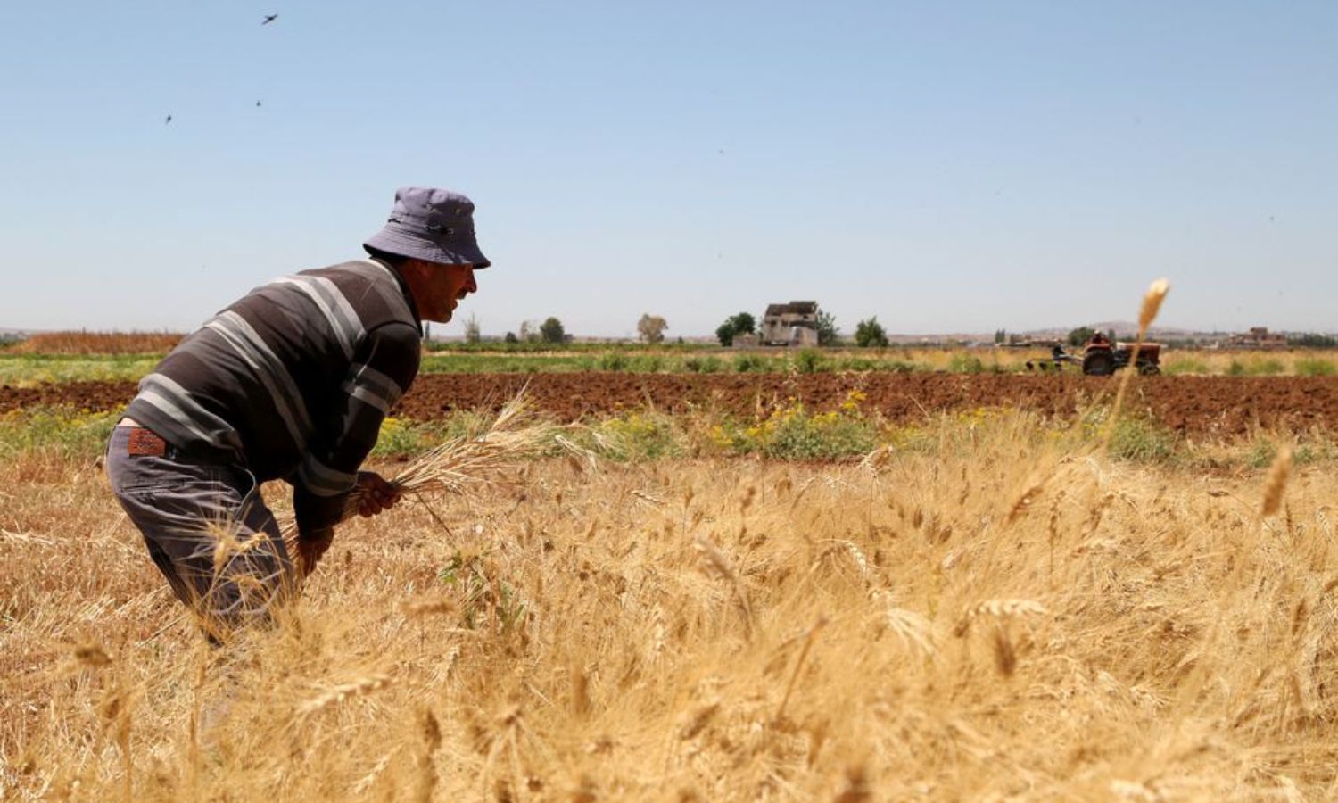 A farmer harvesting wheat in the town of Deir Khabiyeh, south of Damascus - June 17, 2021 (Reuters)