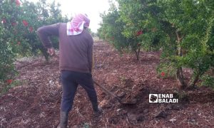 A man spreads organic fertilizers around pomegranate trees in the western countryside of Daraa - May 13, 2023 (Enab Baladi/Halim Muhammad)