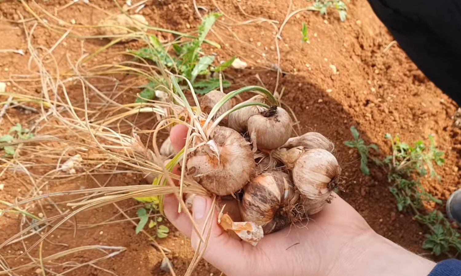 Large saffron bulbs carried by a farmer in the town of Binnish, east of Idlib - April 29, 2023 (Facebook/Mousa al-Bakr)
