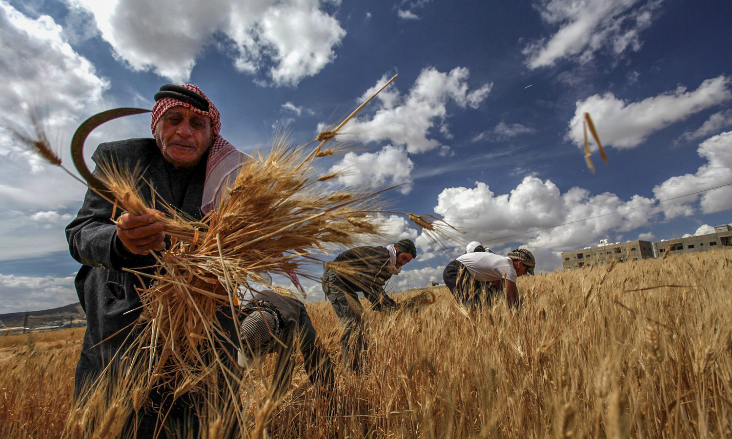 A farmer harvests wheat in Deir Khabiyeh town in Damascus countryside - June 17, 2021 (Reuters)