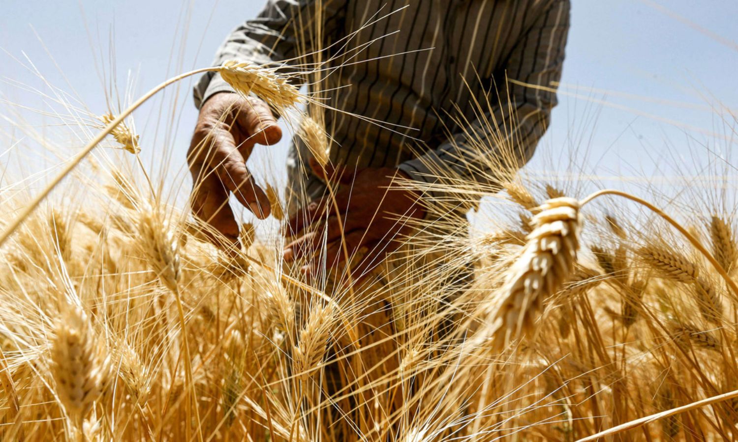 A farmer harvesting wheat in the countryside of the town of al-Kiswah, south of Damascus - June 2020 (AFP)