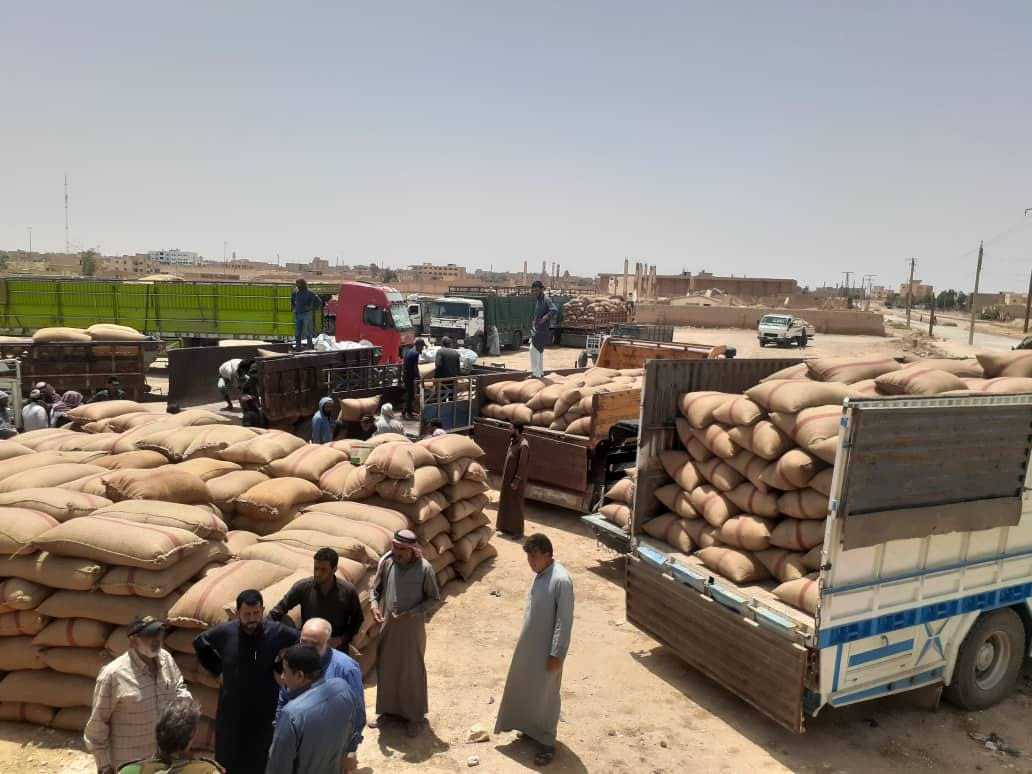 Delivery of the wheat crop from the farmers to the Grain Center in al-Bukamal town in the eastern Deir Ezzor governorate - May 25, 2023 (Facebook/The Agricultural Association in al-Bukamal)