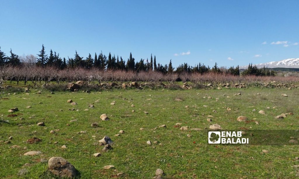 One of the lands where residents of the southern Quneitra governorate search for the Gundelia herbaceous plant - May 15, 2023 (Enab Baladi/Zain al-Jolani)