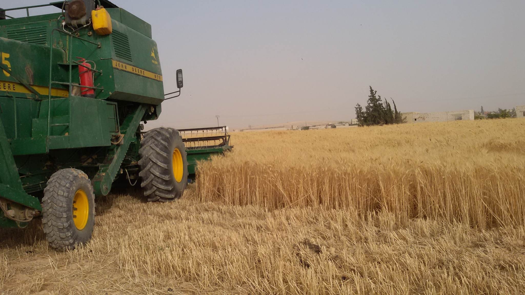 Harvesting the wheat crop in al-Dumayr region, east of Damascus - May 25, 2023 (Facebook/General Union of Peasants)