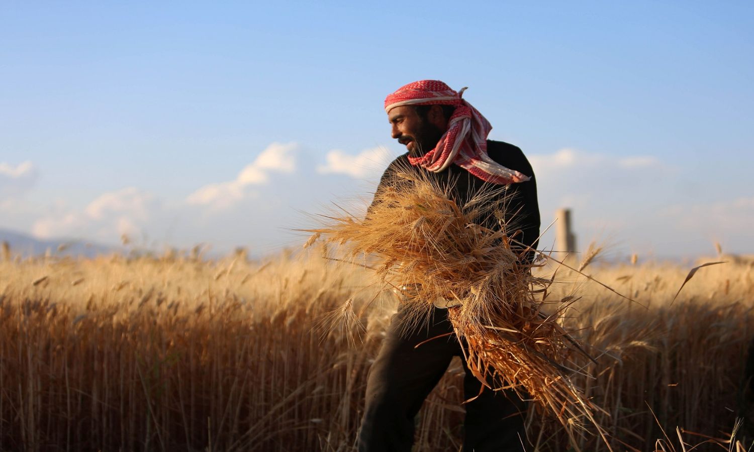 A farmer harvests wheat in Deir Khabiyeh town in Damascus countryside - June 17, 2021 (Reuters)