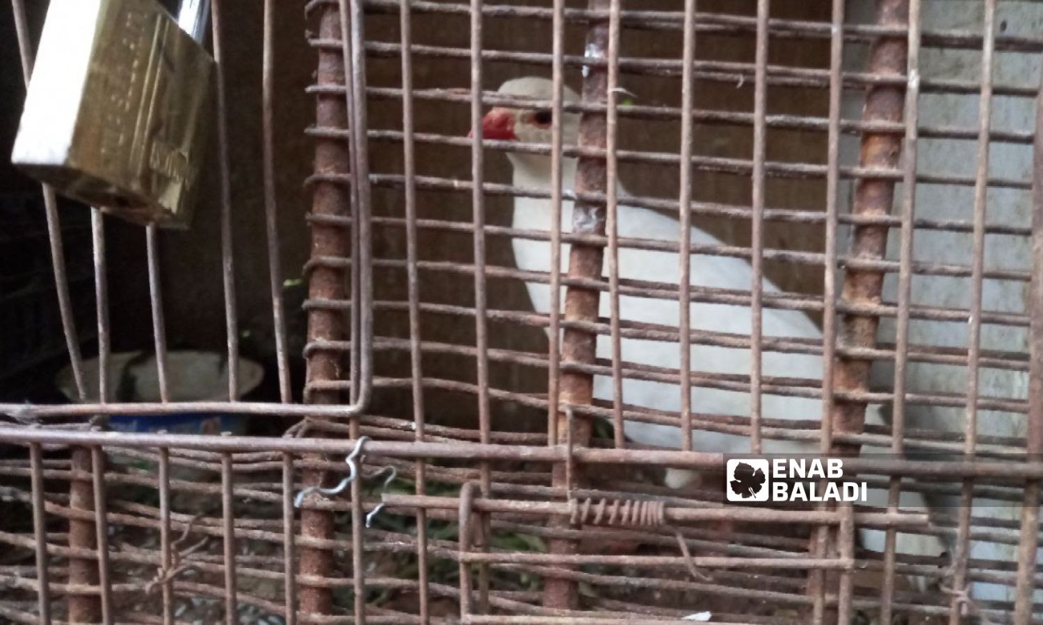 Partridge bird inside a cage - June 2, 2023 (Enab Baladi)