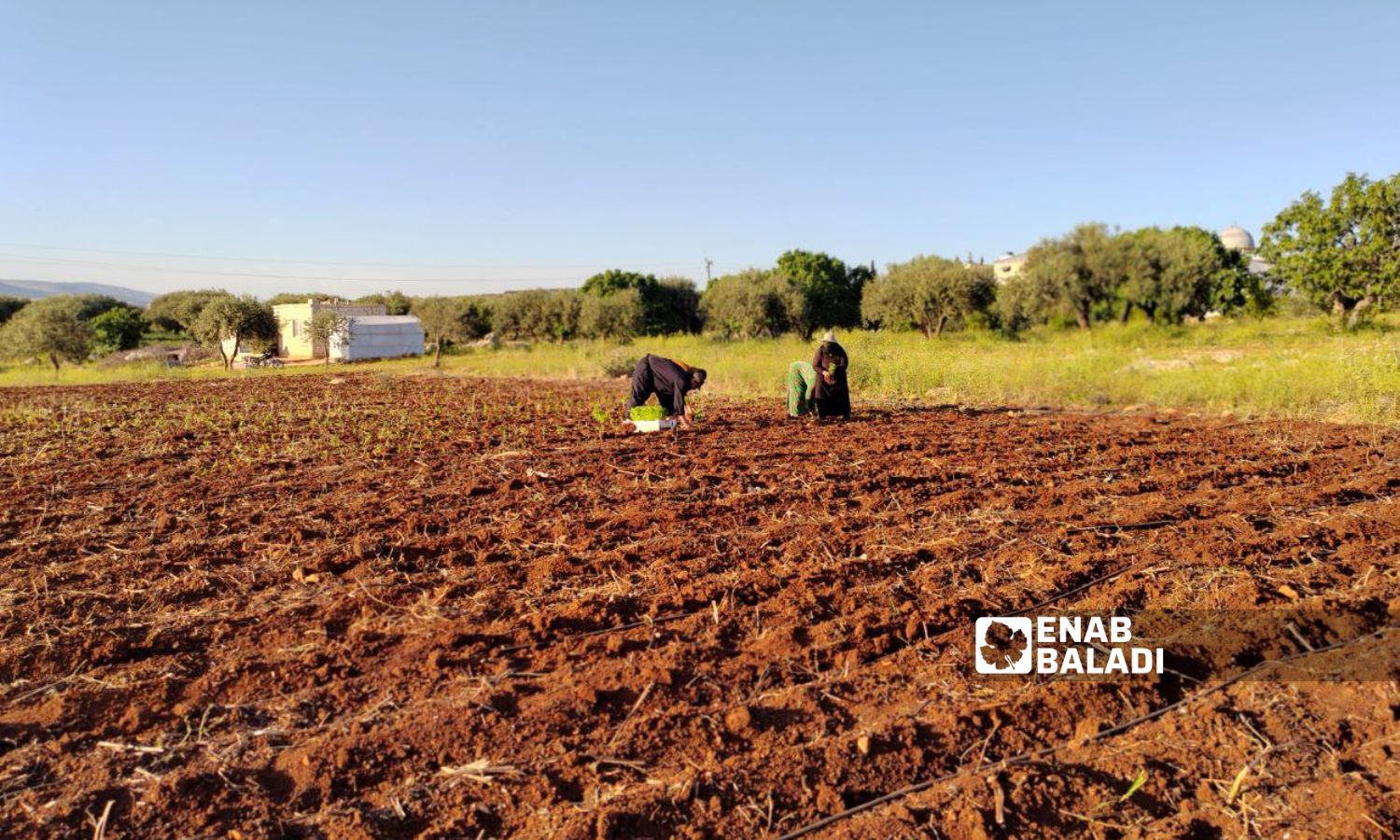 Jabal al-Zawiya’s farmers cultivate small crops of their land for fear of landmines and being forced to flee at any time - June 30, 2023 (Enab Baladi)