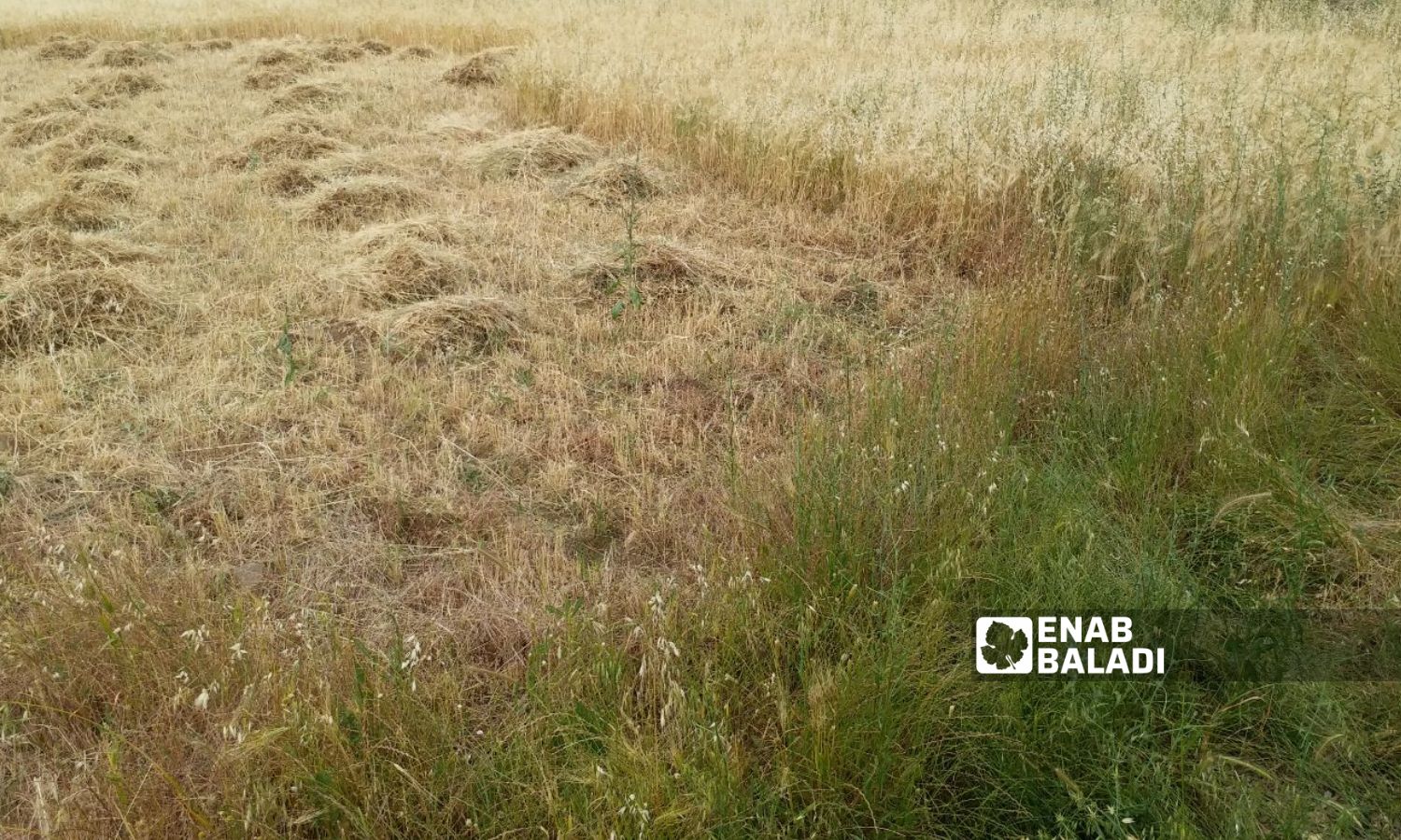 Wheat harvest begins in the eastern countryside of Quneitra governorate - June 3, 2023 (Enab Baladi/Zain al-Jolani)