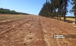 Agricultural land drying up in the western countryside of Daraa - August 9, 2023 (Enab Baladi/Halim Muhammad)
