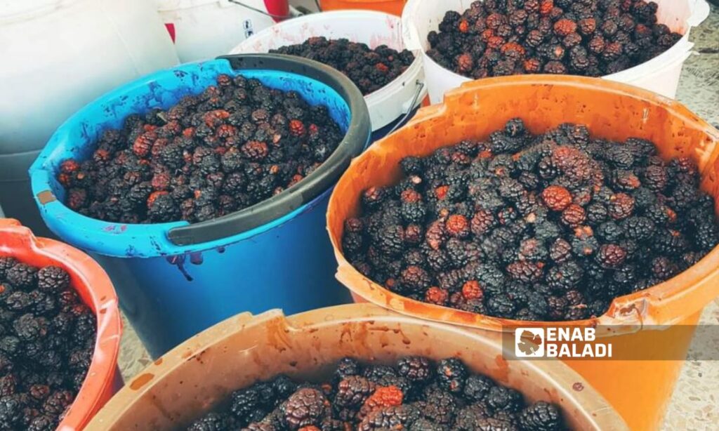 Black and red mulberry in the southern governorate of Quneitra, southern Syria - July 2023 (Enab Baladi)