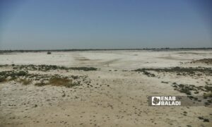 Lands unsuitable for agriculture in the eastern Deir Ezzor governorate due to high soil salinity - August 20, 2023 (Enab Baladi/Obadah al-Sheikh)