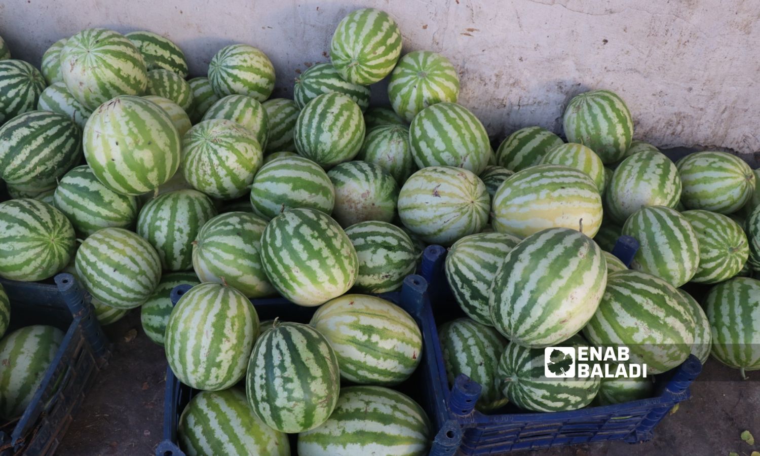 Huge losses suffered by watermelon farmers in the border region of Ras al-Ain, northwest of al-Hasakah city - August 27, 2023 (Enab Baladi/Hussein Shaabo)