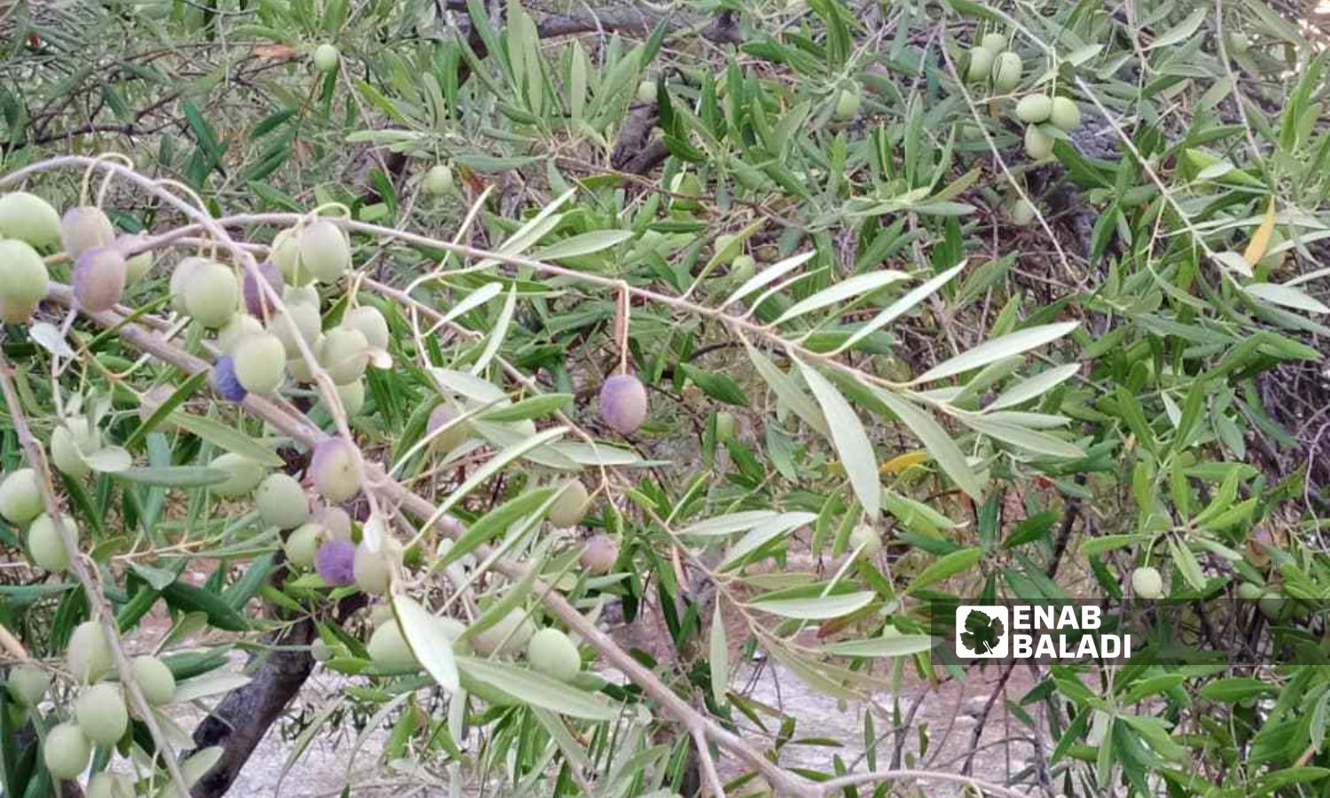 Olive trees in the village of al-Mazira’a in the coastal region of Latakia - September 28, 2023 (Enab Baladi/Linda Ali)