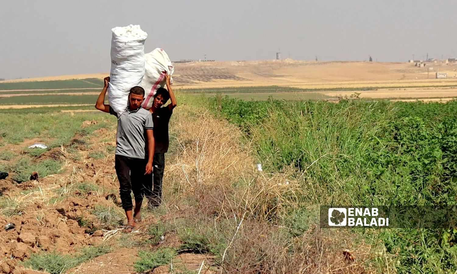 The prices of purchasing cotton are not commensurate with the costs of growing it in the border Ras al-Ain region, northwest of al-Hasakah - September 28, 2023 (Enab Baladi/Hussein Shaabo)