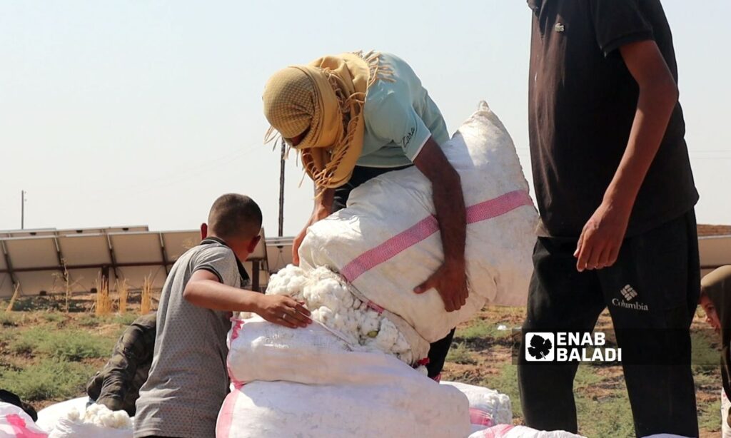 The prices of purchasing cotton are not commensurate with the costs of growing it in the border Ras al-Ain region, northwest of al-Hasakah - September 28, 2023 (Enab Baladi/Hussein Shaabo)