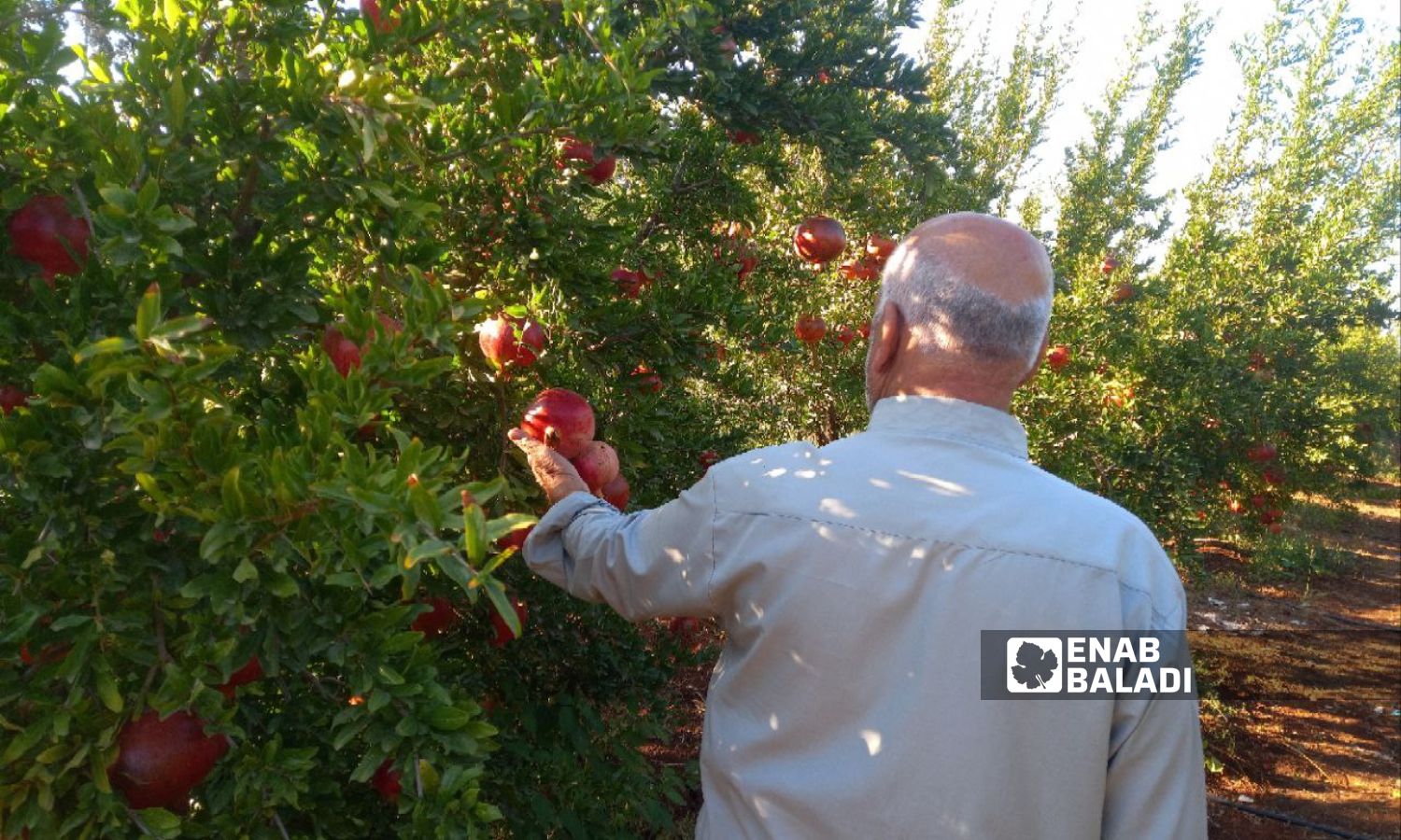 A farmer inspects the pomegranate crop in the western countryside of Daraa city, October 16, 2023 (Enab Baladi/Halim Muhammad)