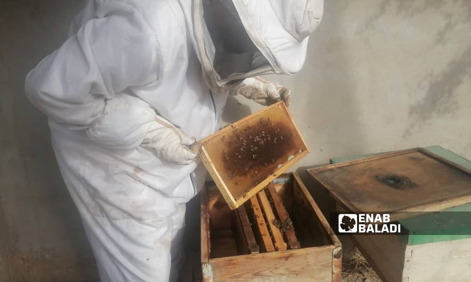 A beekeeper in al-Baghouz town in the eastern governorate of Deir Ezzor - October 3, 2023 (Enab Baladi/Obadah al-Sheikh)