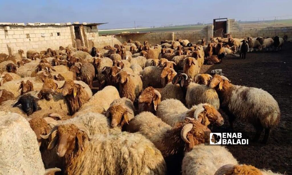 Livestock breeders in the city of Ras al-Ain, northwest of al-Hasakah, suffer from high prices and lack of availability of veterinary medicines - September 8, 2023 (Enab Baladi/Hussein Shaabo)