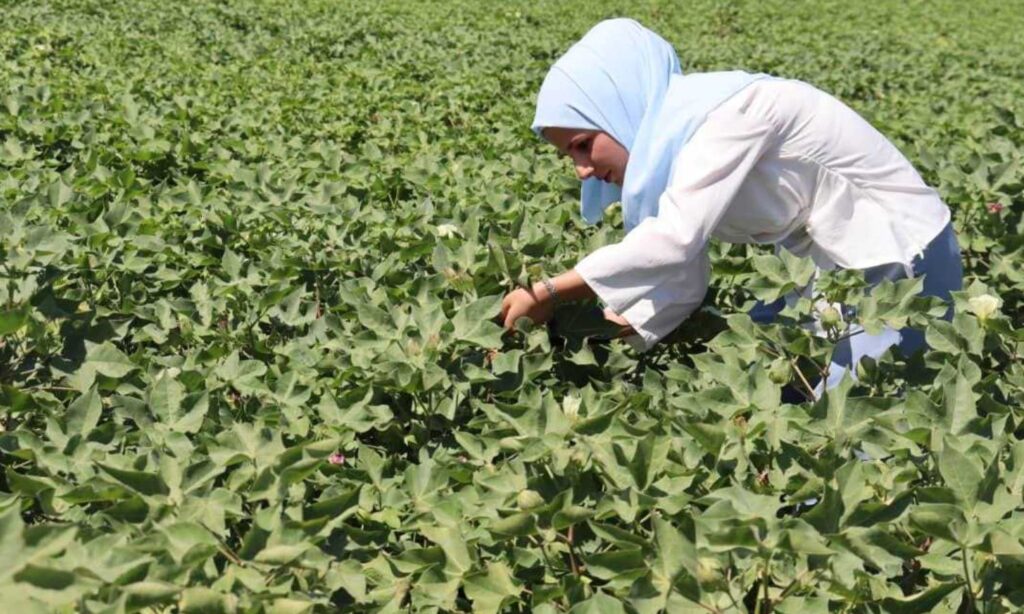 Cotton harvesting season in al-Hasakah, northeastern Syria, for the current year 2023 (AANES’ Agriculture and Irrigation Authority)