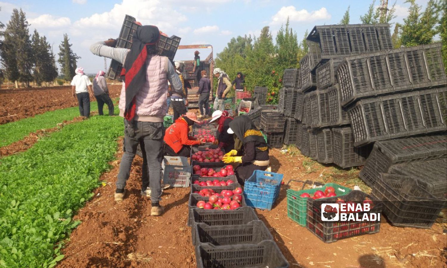 Workers harvesting the pomegranate crop prepared for storage, west of Daraa city - November 1, 2023 (Enab Baladi/Halim Muhammad)