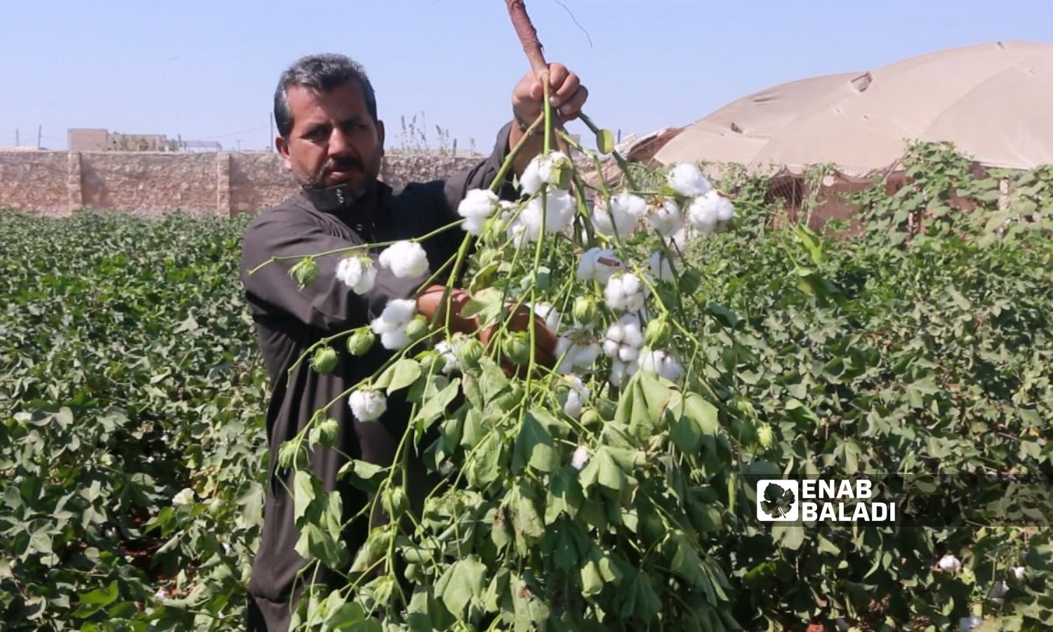 Cotton picking in the northwestern Idlib region - October 2023 (Enab Baladi/Anas al-Khouli)