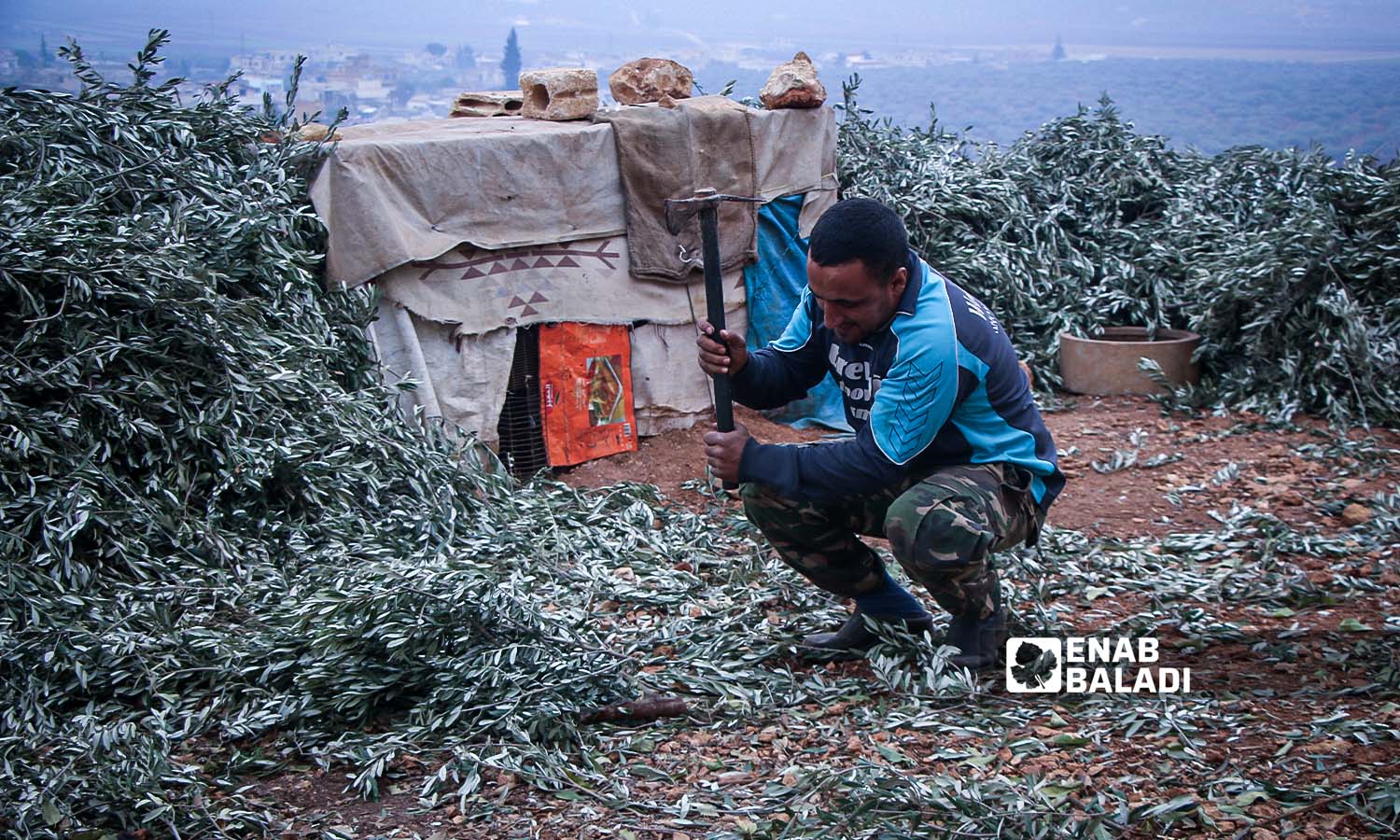 The drying of olive leaves to use for heating in Bireh Kaftin IDP camp in Idlib countryside, northern Syria - November 22, 2023 (Enab Baladi/Iyad Abdul Jawad)
