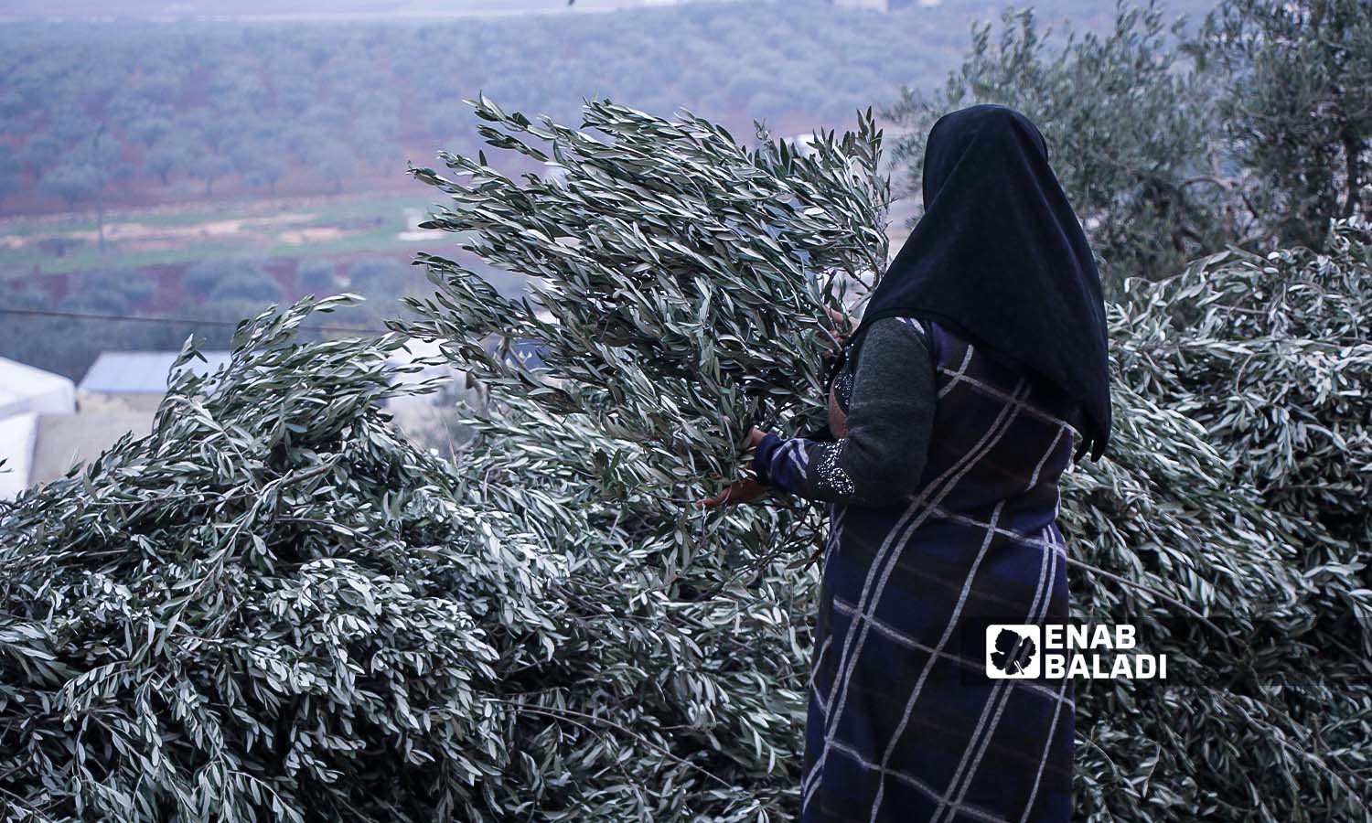 The drying of olive leaves to use for heating in Bireh Kaftin IDP camp in Idlib countryside, northern Syria - November 22, 2023 (Enab Baladi/Iyad Abdul Jawad)
