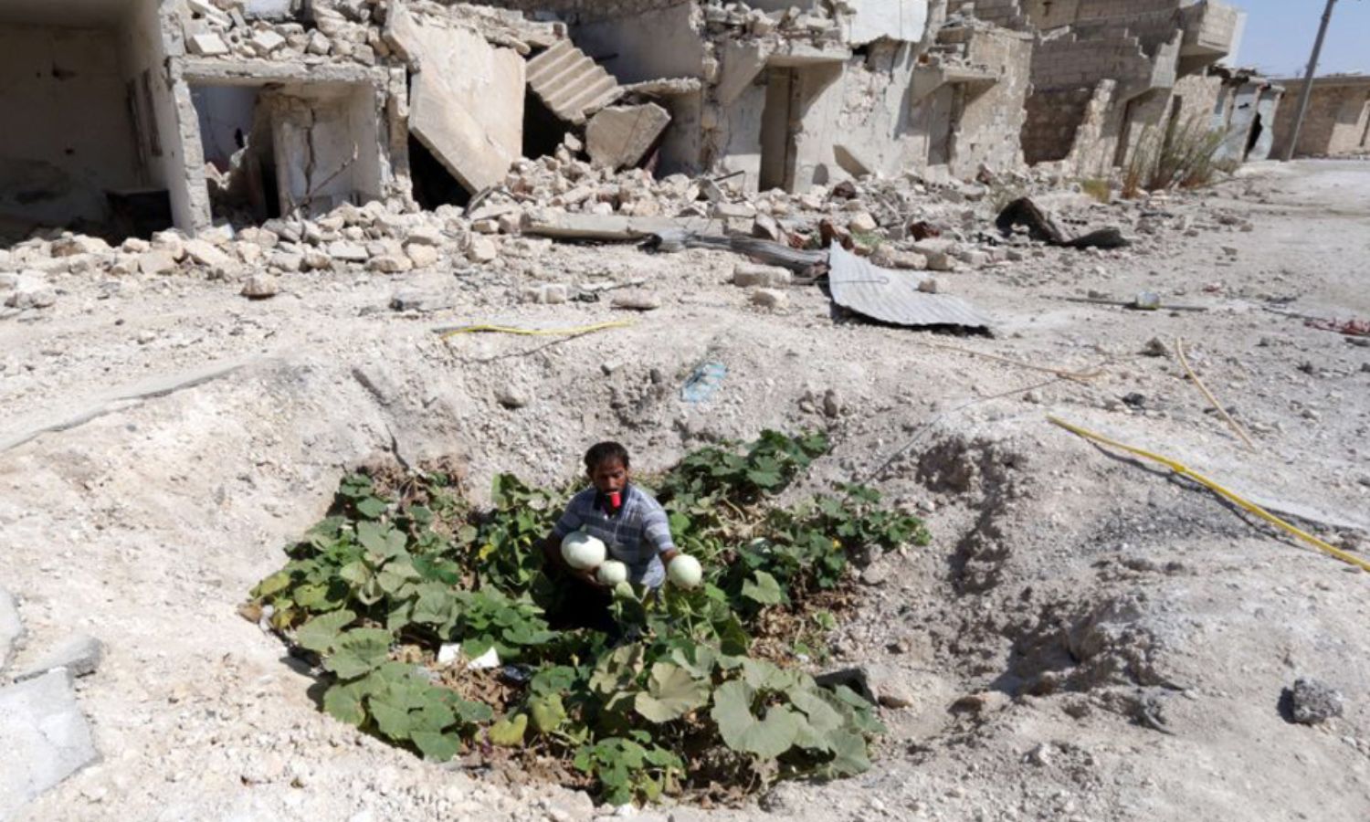 A Syrian man collects vegetables from a vegetable patch grown by local residents at the site where an explosive barrel hit a sewage pipe in the Baeidin neighborhood in the city of Aleppo, northern Syria (AFP)