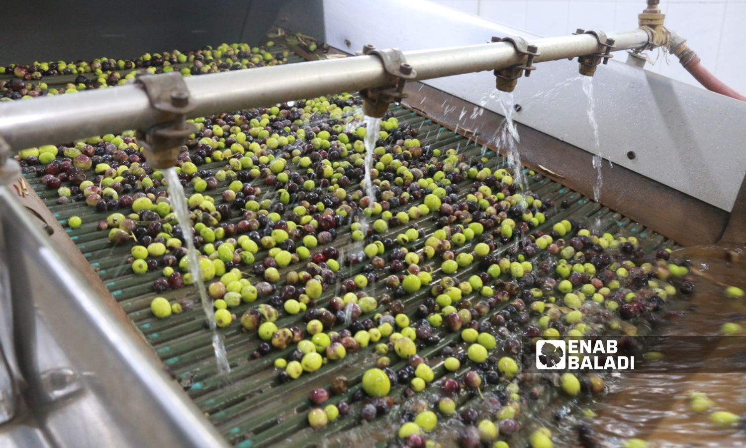 Olive crop inside a press in Aleppo countryside, northern Syria - November 2023 (Enab Baladi/Dayan Junpaz)