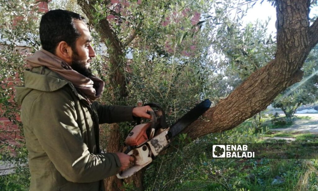 A young man trimming olive trees in Sarmin city, east of Idlib - December 14, 2023 (Enab Baladi/Shams al-Din Matoun)