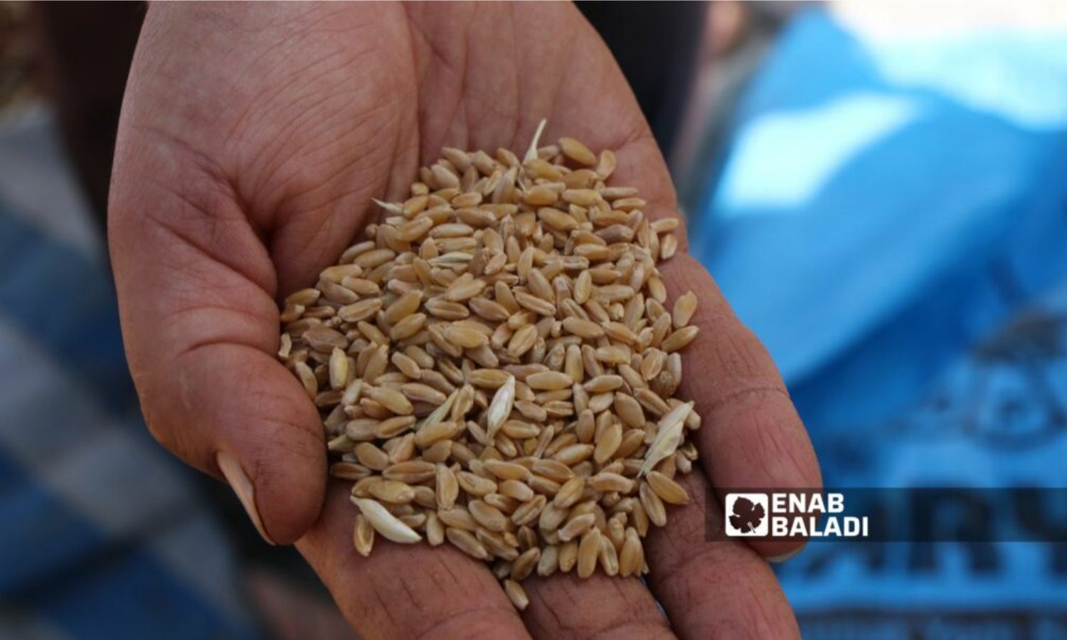 Wheat grains in the hands of a farmer in the al-Rouj Plain, south of Idlib - June 4, 2023 (Enab Baladi/Iyad Abdul Jawad)