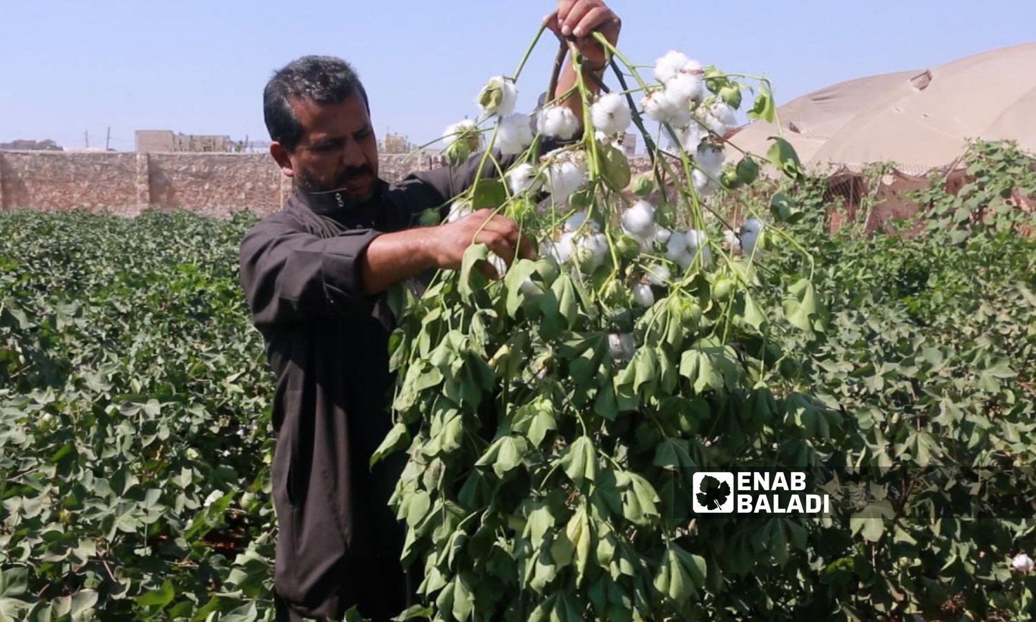 ​​Cotton picking in the city of Idlib, northwestern Syria - October 2023 (Enab Baladi/Anas al-Khouli)