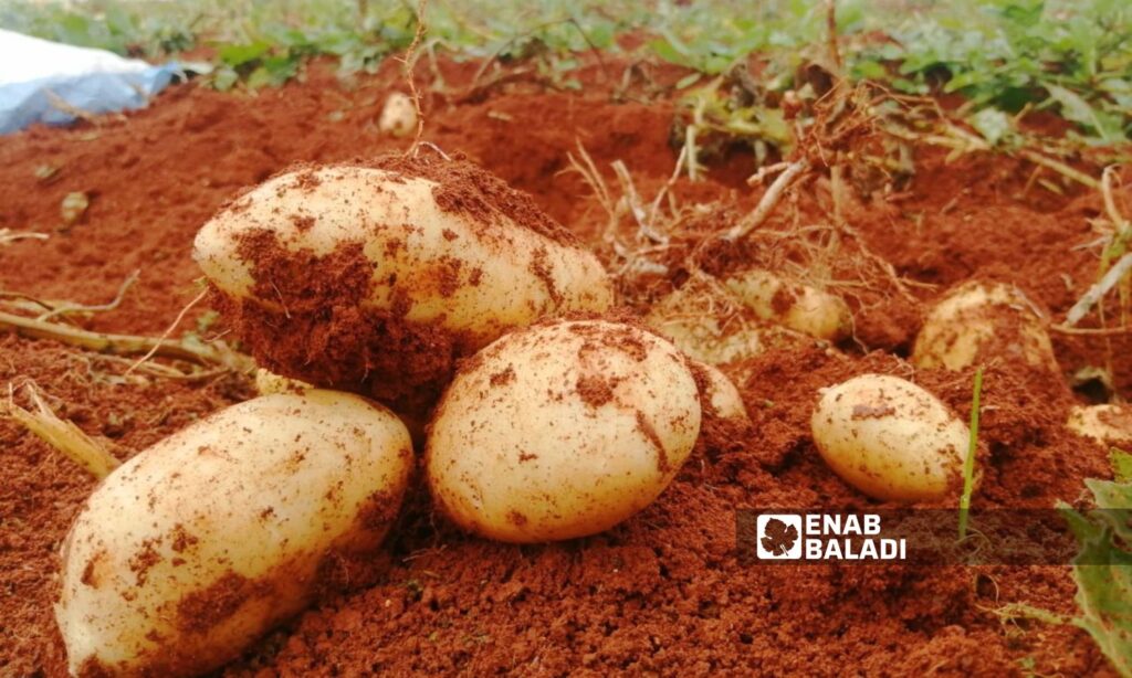 Potato crops in Sarmin city, east of Idlib, December 15, 2023 (Enab Baladi/Shams al-Din Matoun)